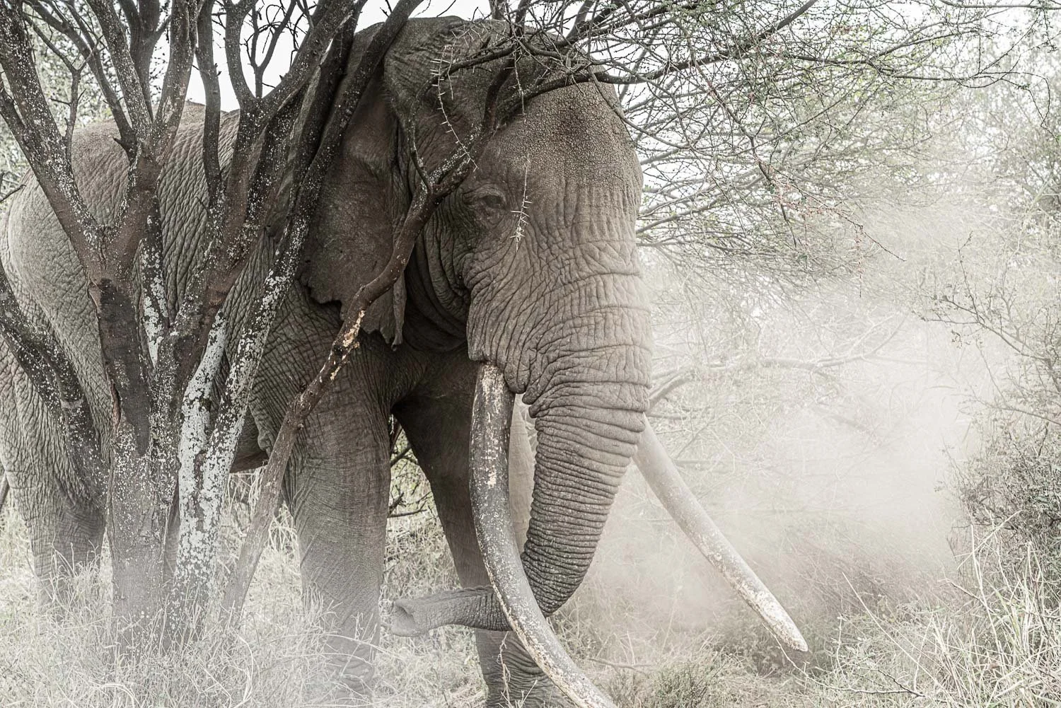 Tee Jay the tusker