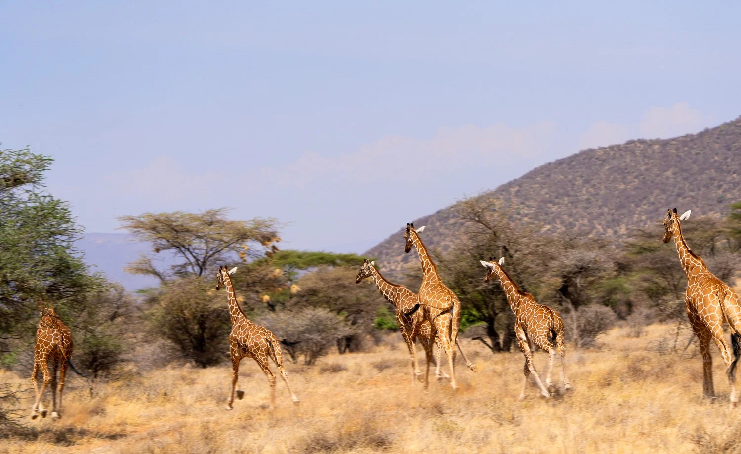 Giraffs on the Run