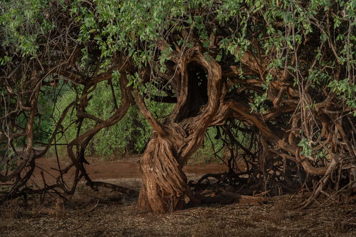 Twisted Acacia