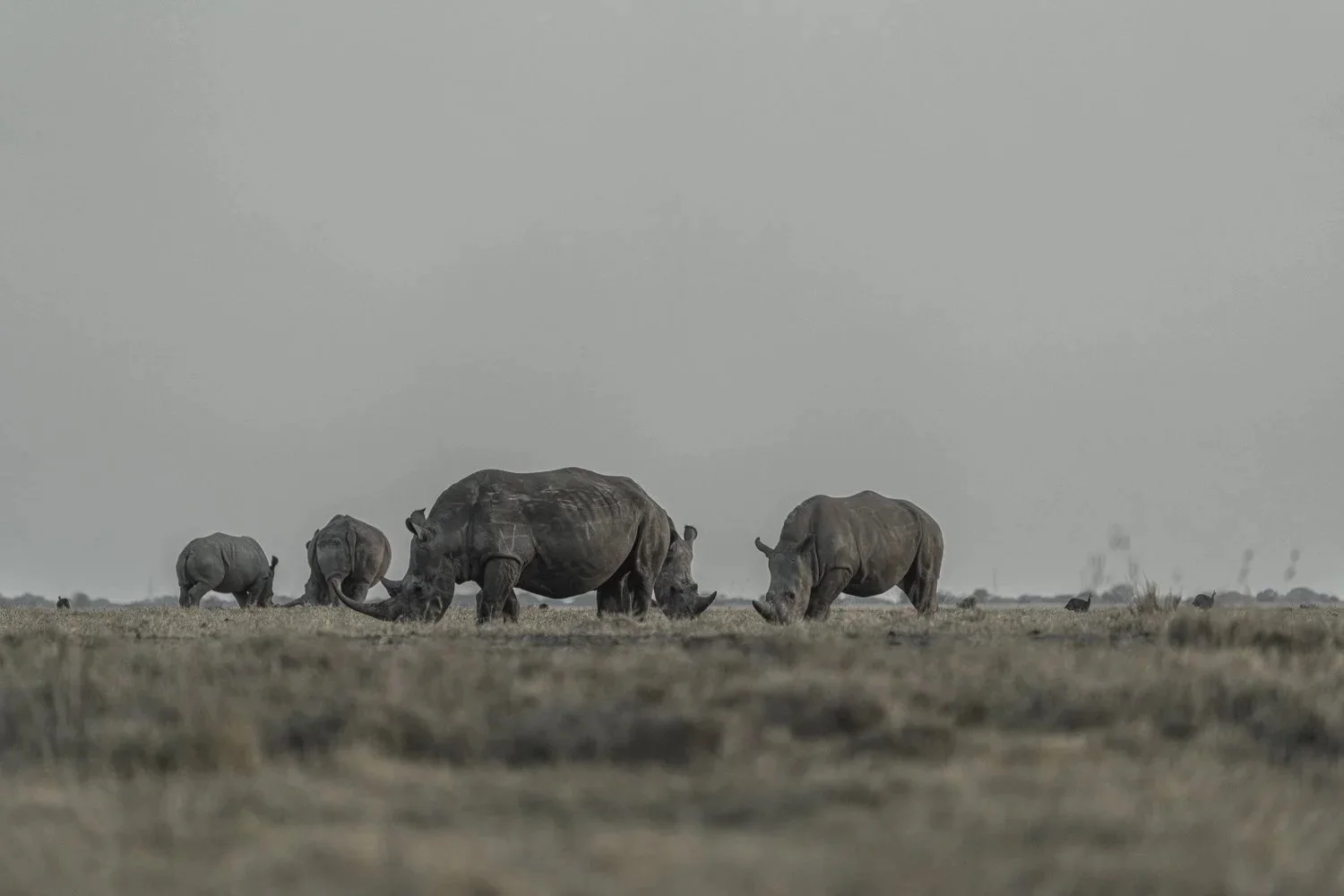 Rhinos 