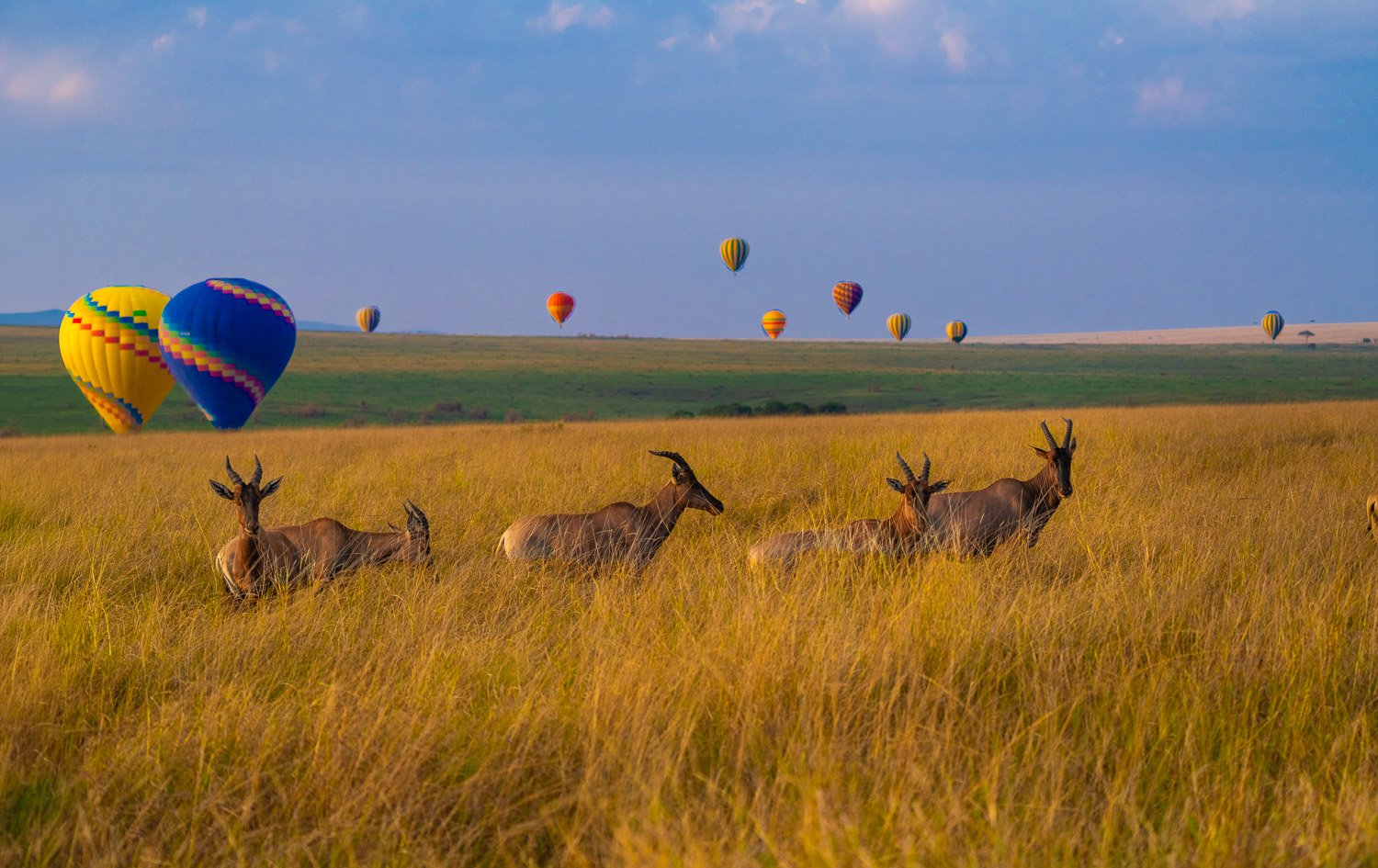Balloons and antelope