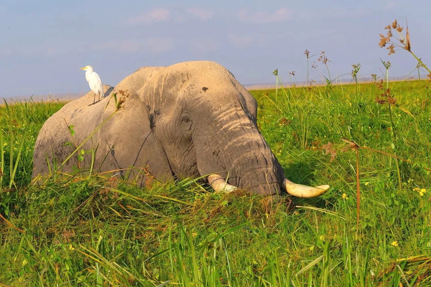 Elephant and egret
