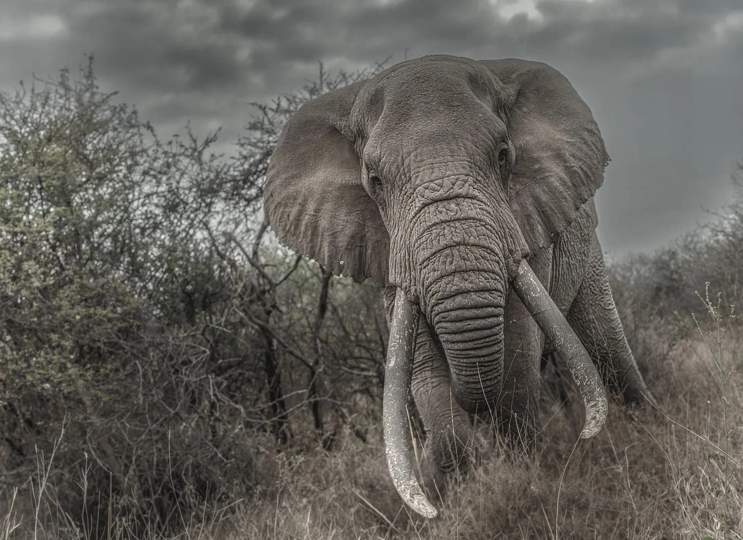 Tee Jay, the tusker