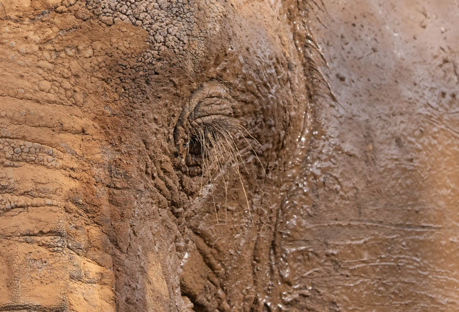Elephants Eyelashes
