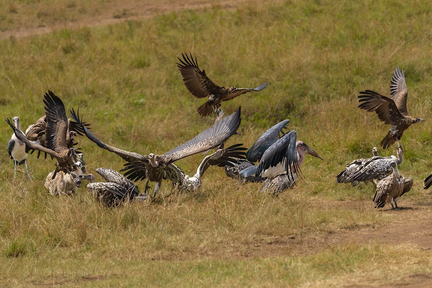 Maribou storks and Vultures