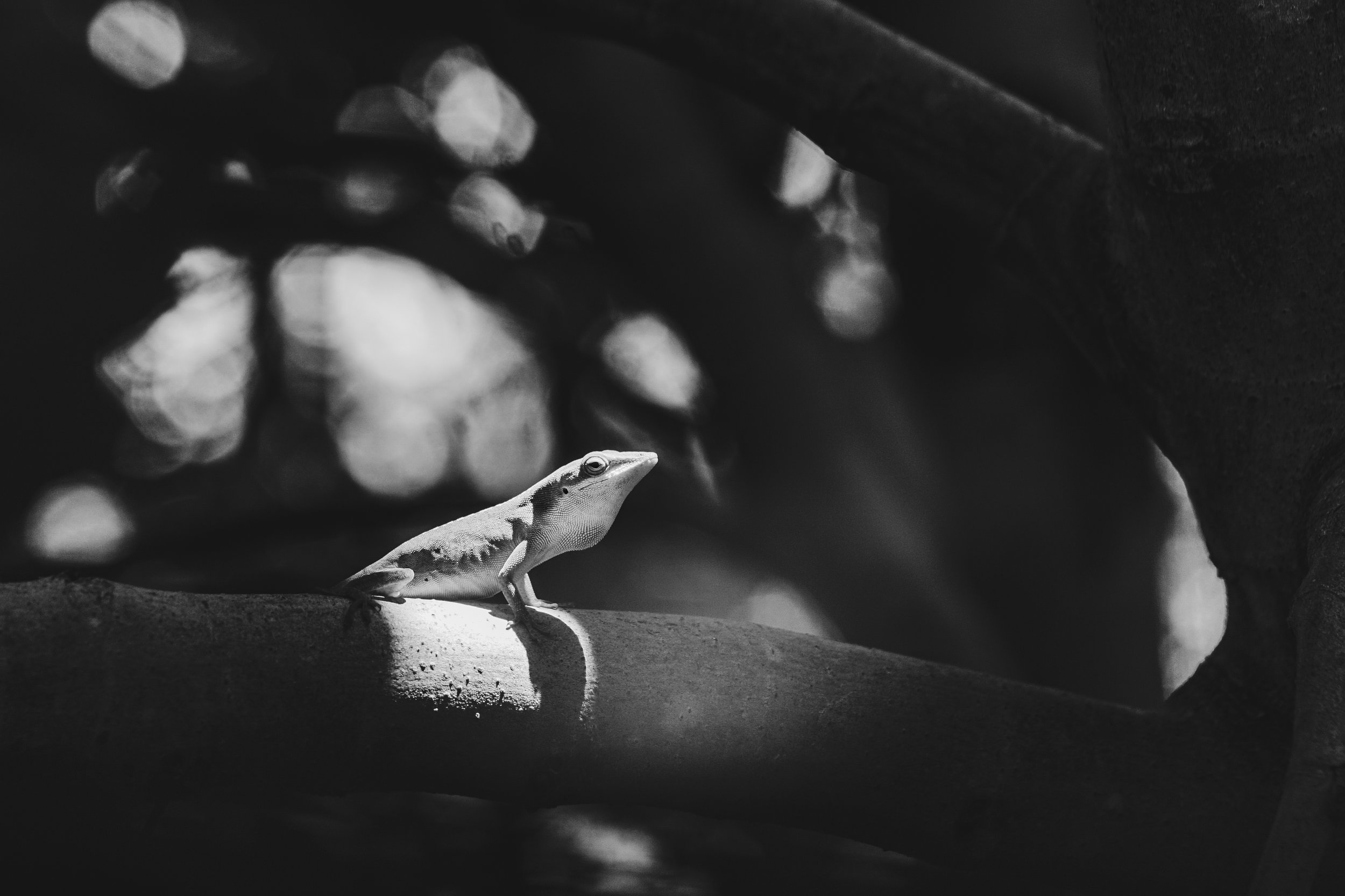 Black and White Lightroom Preset Free