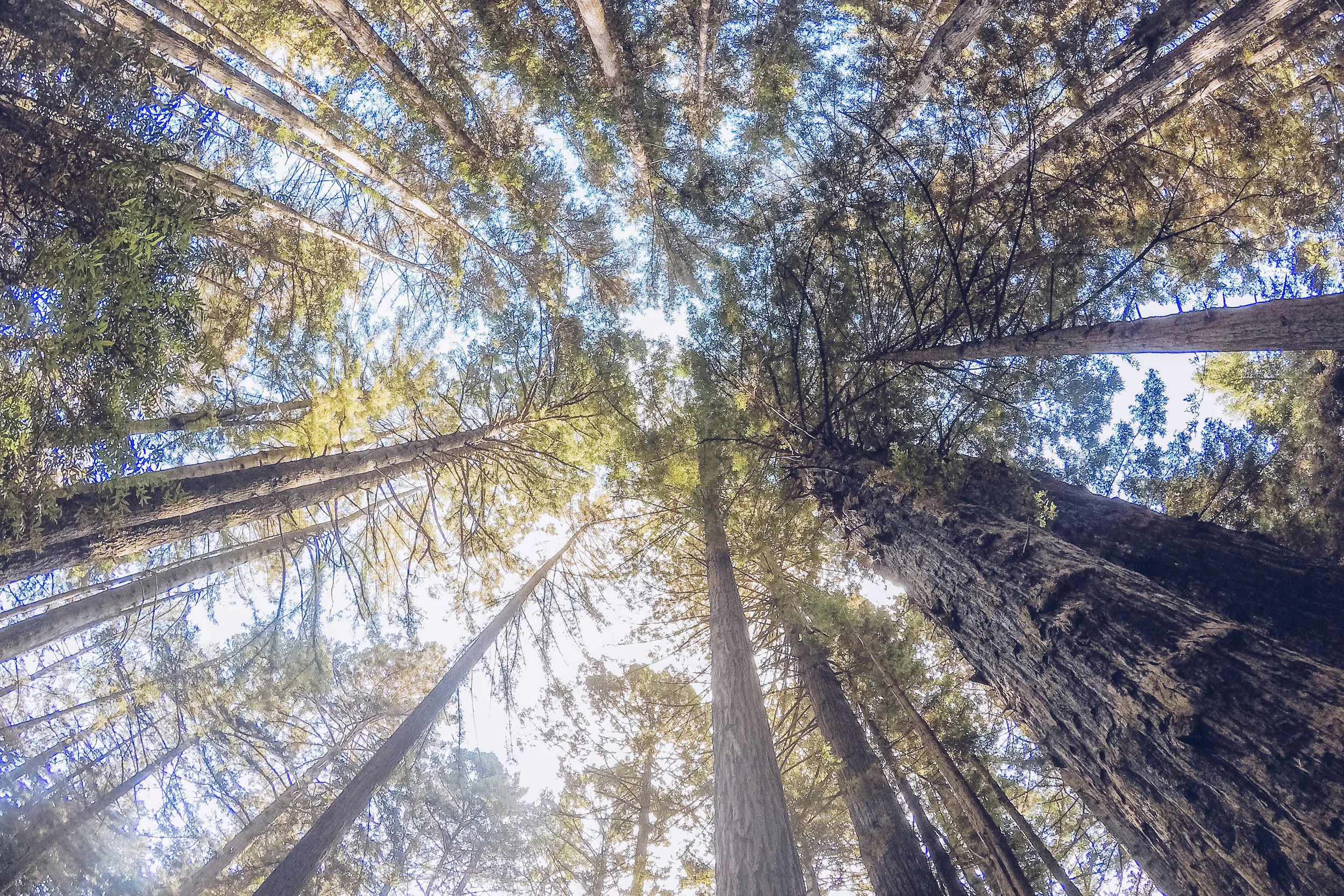 The red woods of Muir Woods