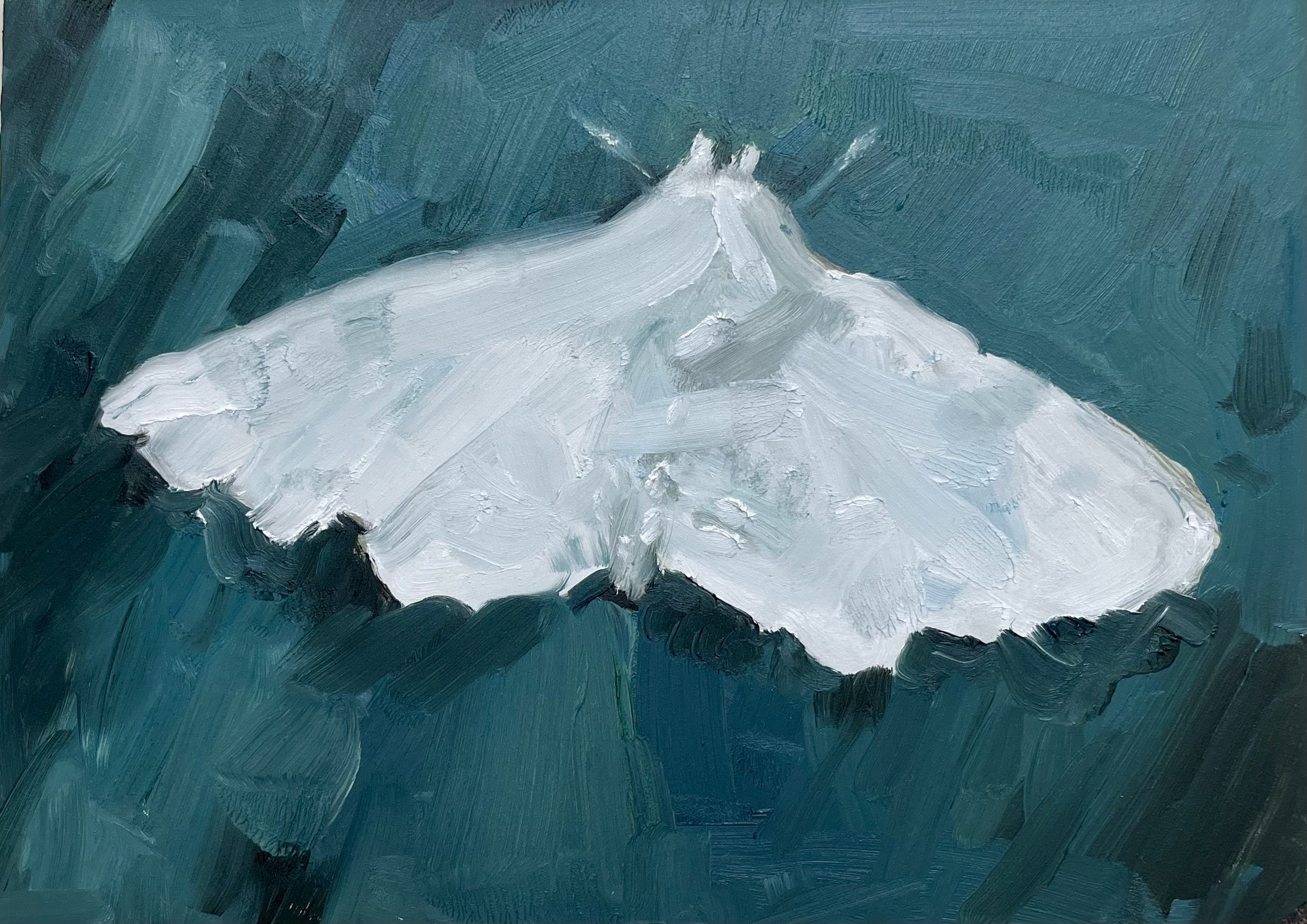 Night Moth