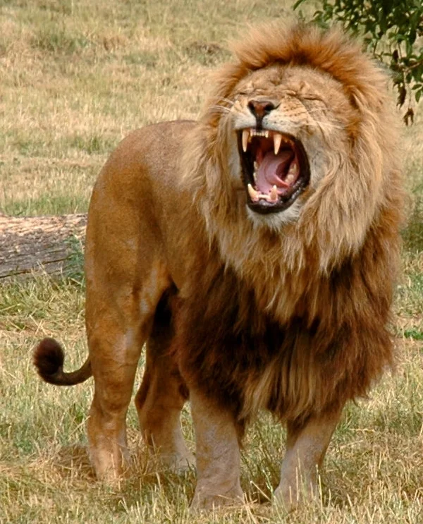 Just_one_lion.jpg