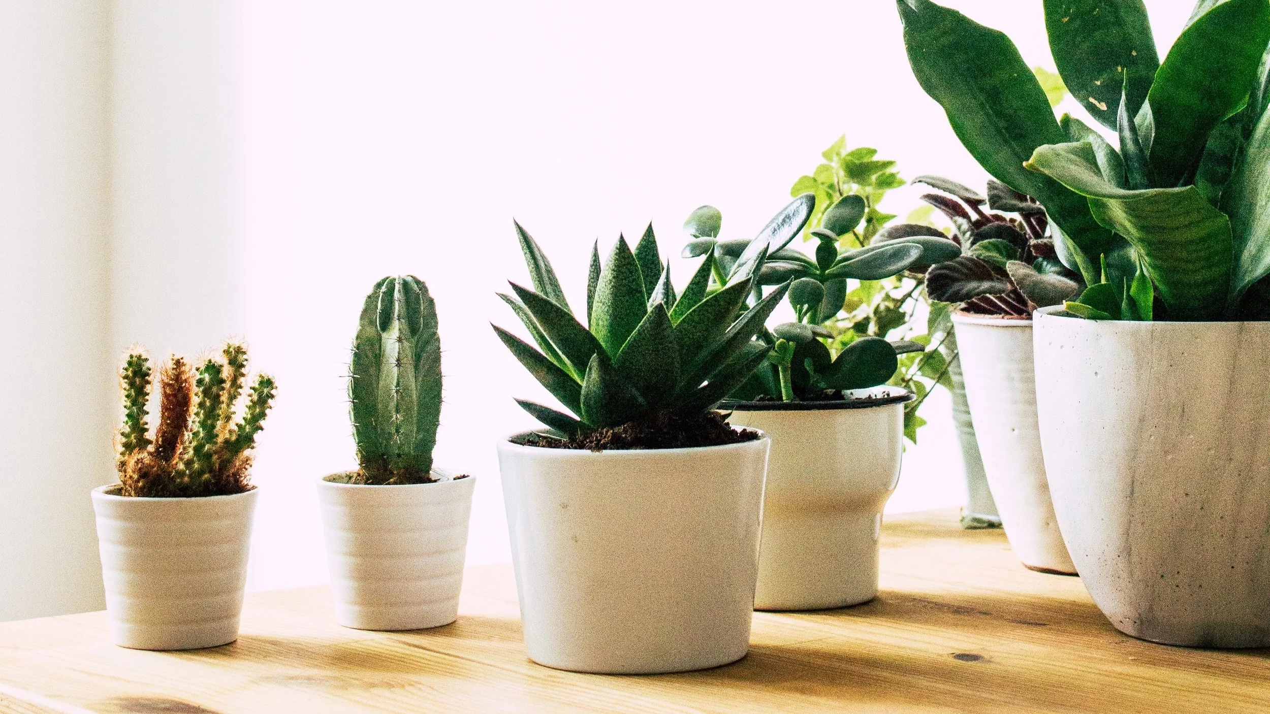 Succulents+Group.jpg