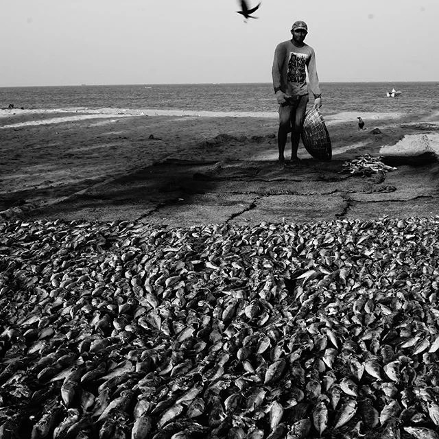 A few months ago, I spent a day with the fishers of a town called #negombo in Sri Lanka. More of this series can be found at www.marvinamberg.com #throwback