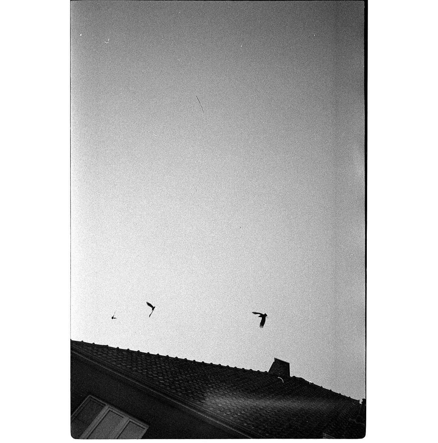 Birds on film
.
#filmphotos #analogclub #blackandwhite #analoguelove #monochrome #filmonly #analoglove #filmphotograph #analogphoto #yashica #yashicat3 #filmshooterscollective #magazine35mm #blackandwhite #35mmfilm #analogfilm #filmwave #analogfeatur