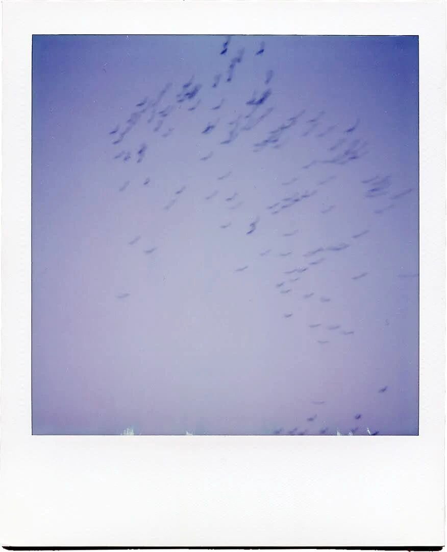 Birds on Polaroid.
.
📷 Polaroid 635 CL
🎞️ Polaroid 600 Film
.
.
.
#polaroid #polaroid635cl #600film #instantfilmmag #instantfilm #polaroidfilm #instantphotography #polaroidoriginals #instantphoto #instantanalog #instantfilmsociety #polaroidpicture 