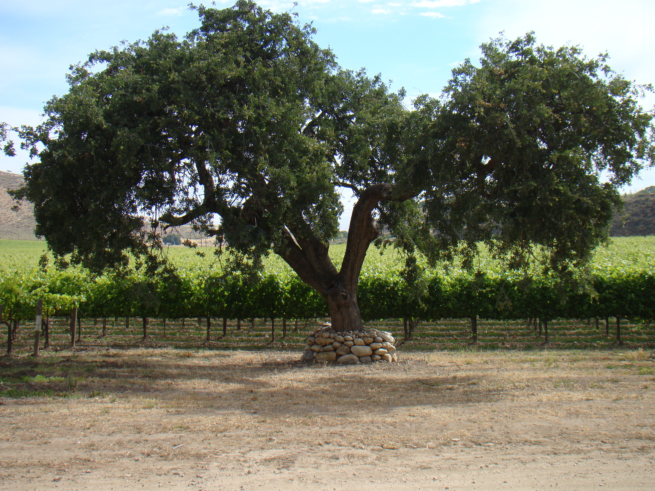 Lone Oak in the Cabernet Sauvignon Vineyard