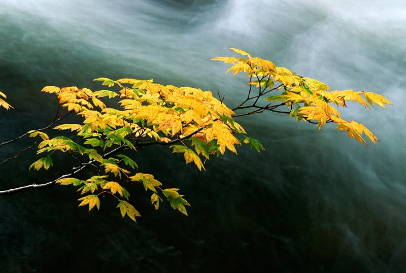 Soleduck Vine Maple.jpg