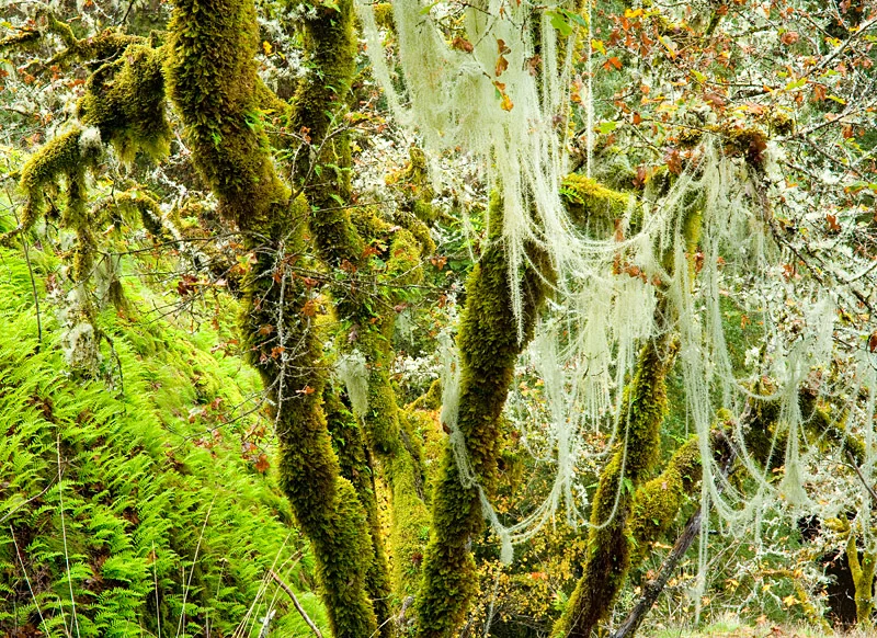 Web of Life.jpg