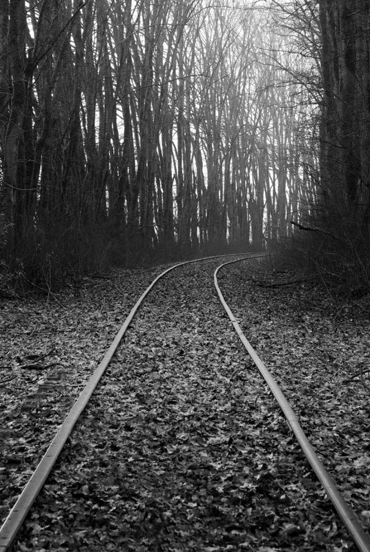 rails_leaves.jpg