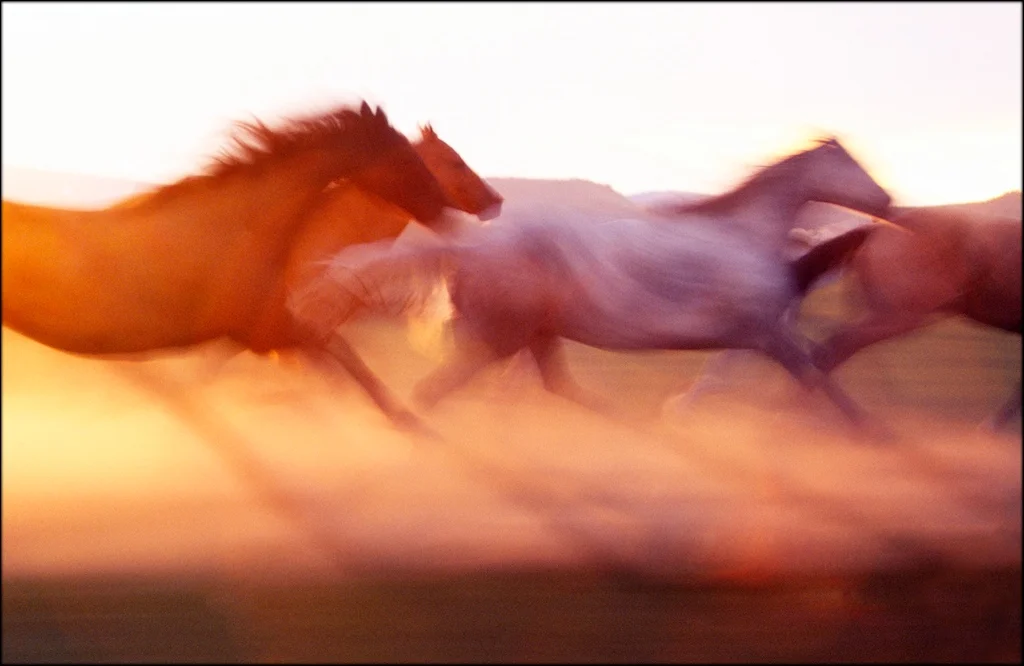 sunset horse blur.jpg