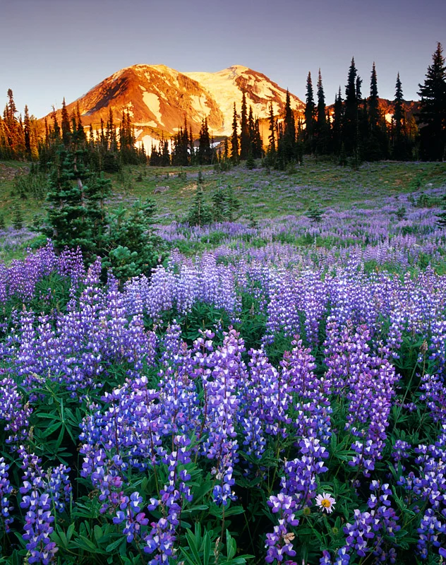 Lupine and Mt Adams.jpg