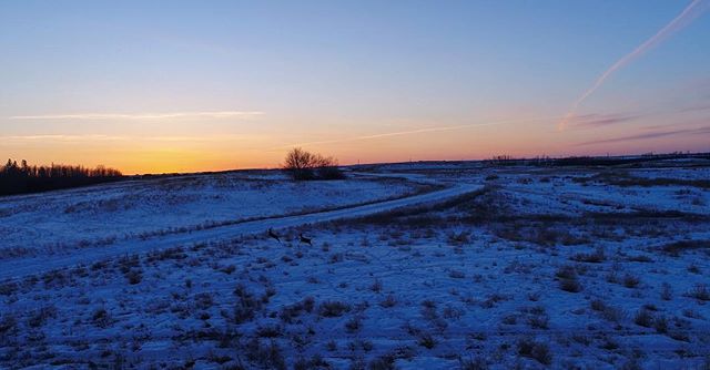 The other night I caught these two deer dancing against this beautiful Alberta sunset.  Video coming soon!