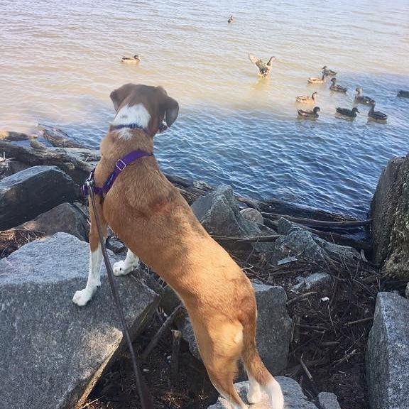 NYC pup is confused by these water pigeons
