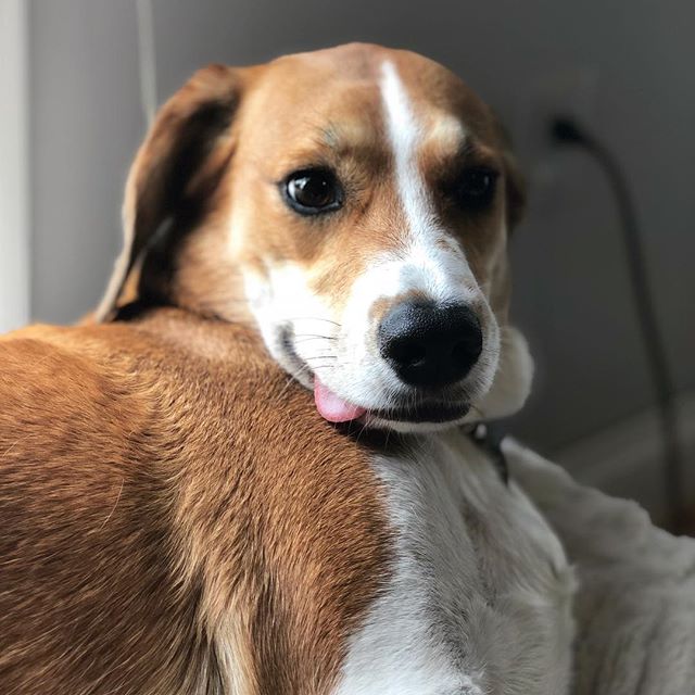 Dreaming of peanut butter 😋