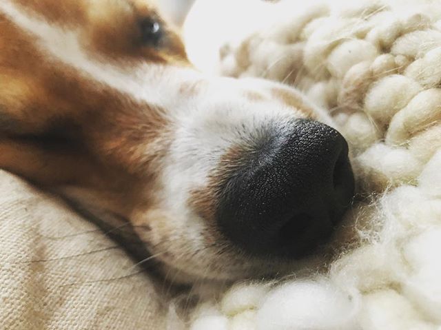 Boop
