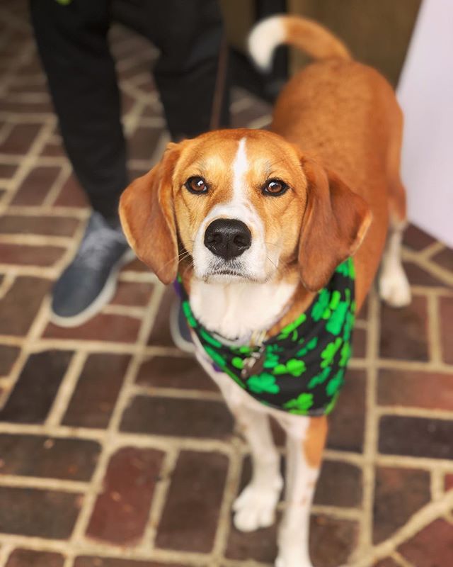 🍀 parade ready!