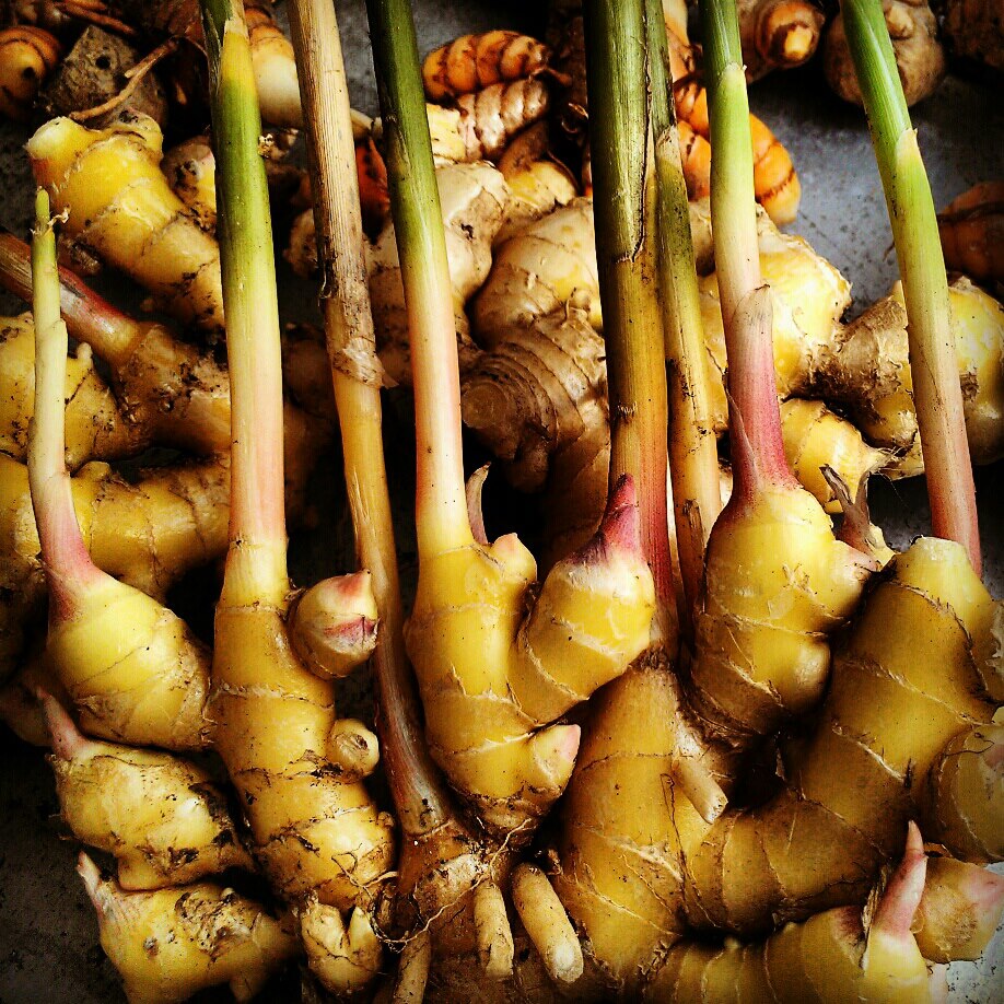 GINGER AND TUMERIC