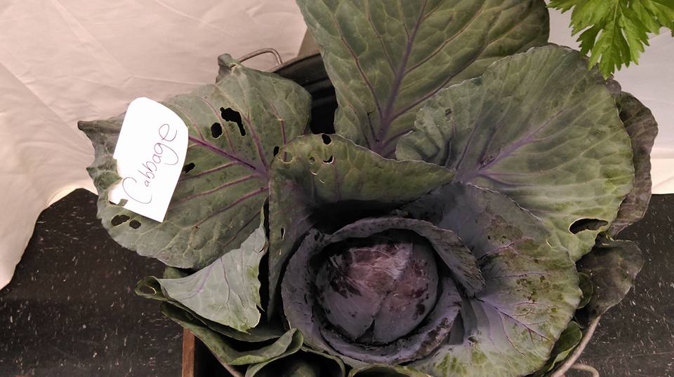 red cabbage.jpg