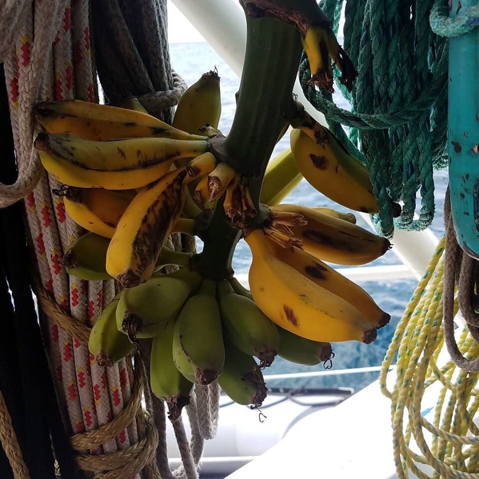 4_18_2020 Bananas from CM garden on Bir Study cruise.jpg