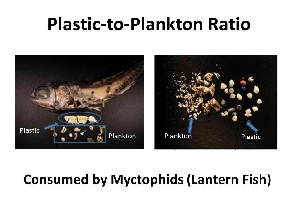 New Myctophid Slide 2.jpg