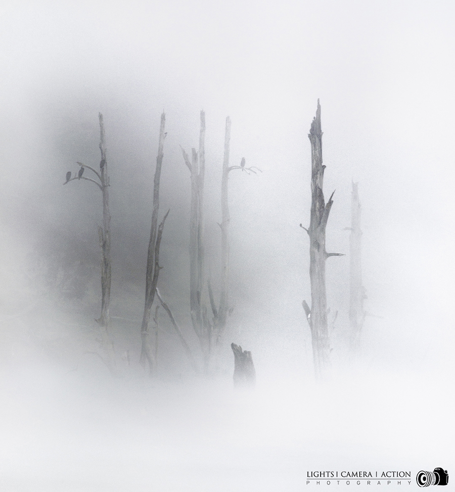 Trees in heaven