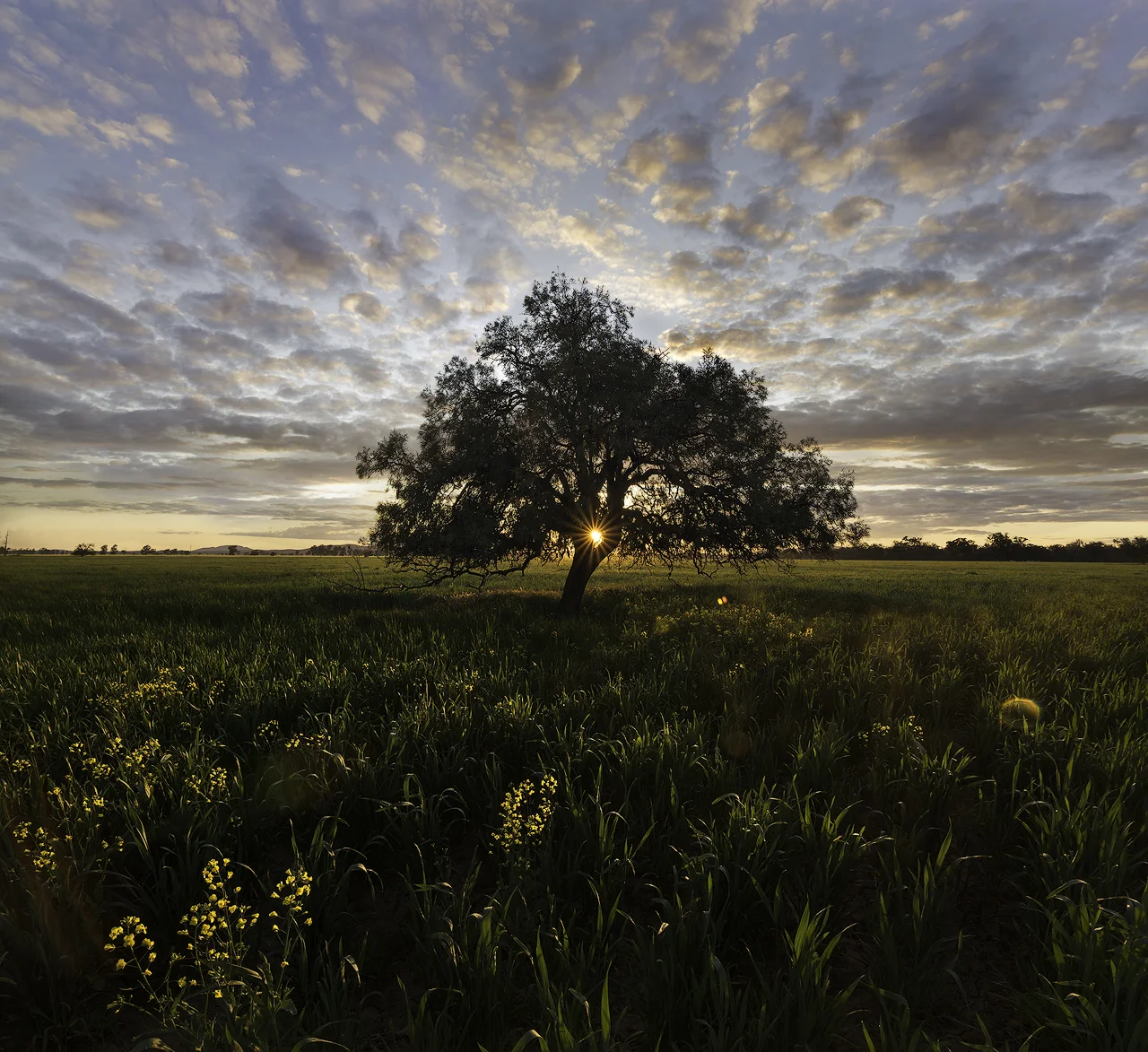 Cowra - That tree copy.jpg