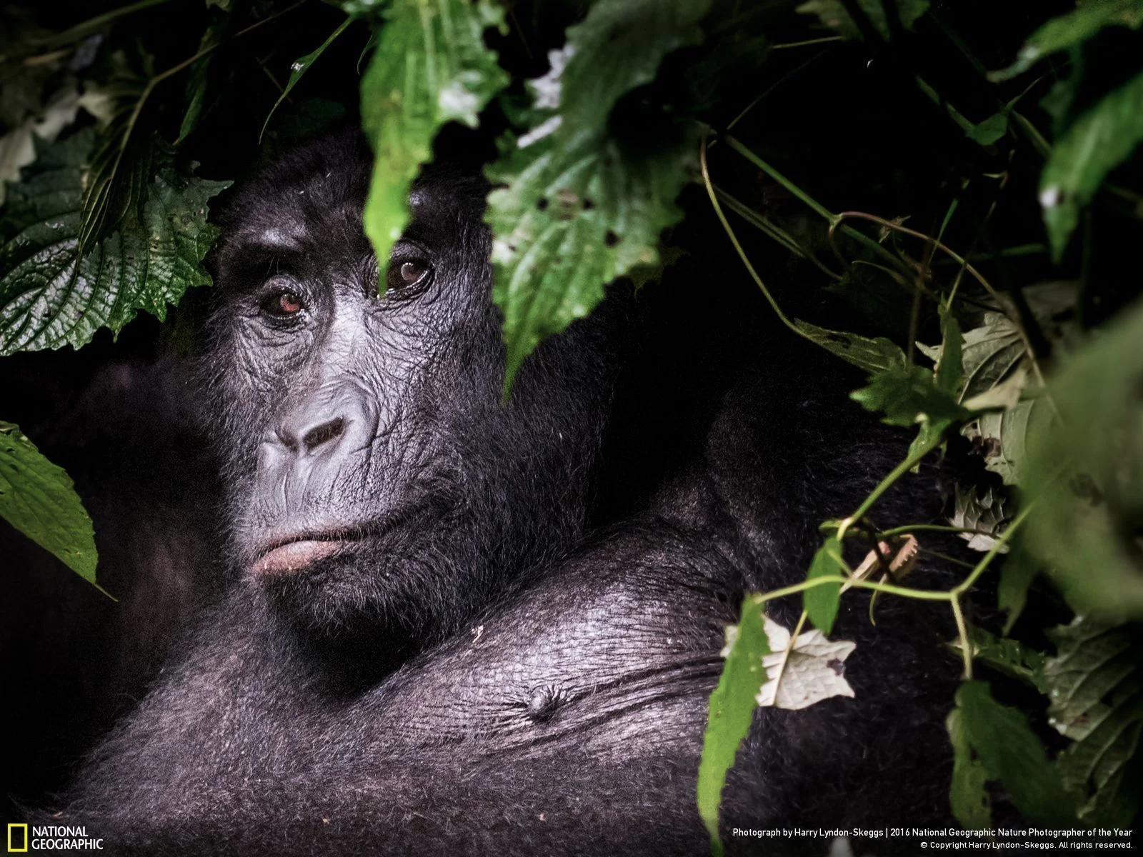 In the Shadows by Harry Lyndon-Skeggs: Hiking with the local guides, we stumbled upon this Mountain Gorilla peering curiously from the depths of the Impenetrable Forest. Location: Uganda