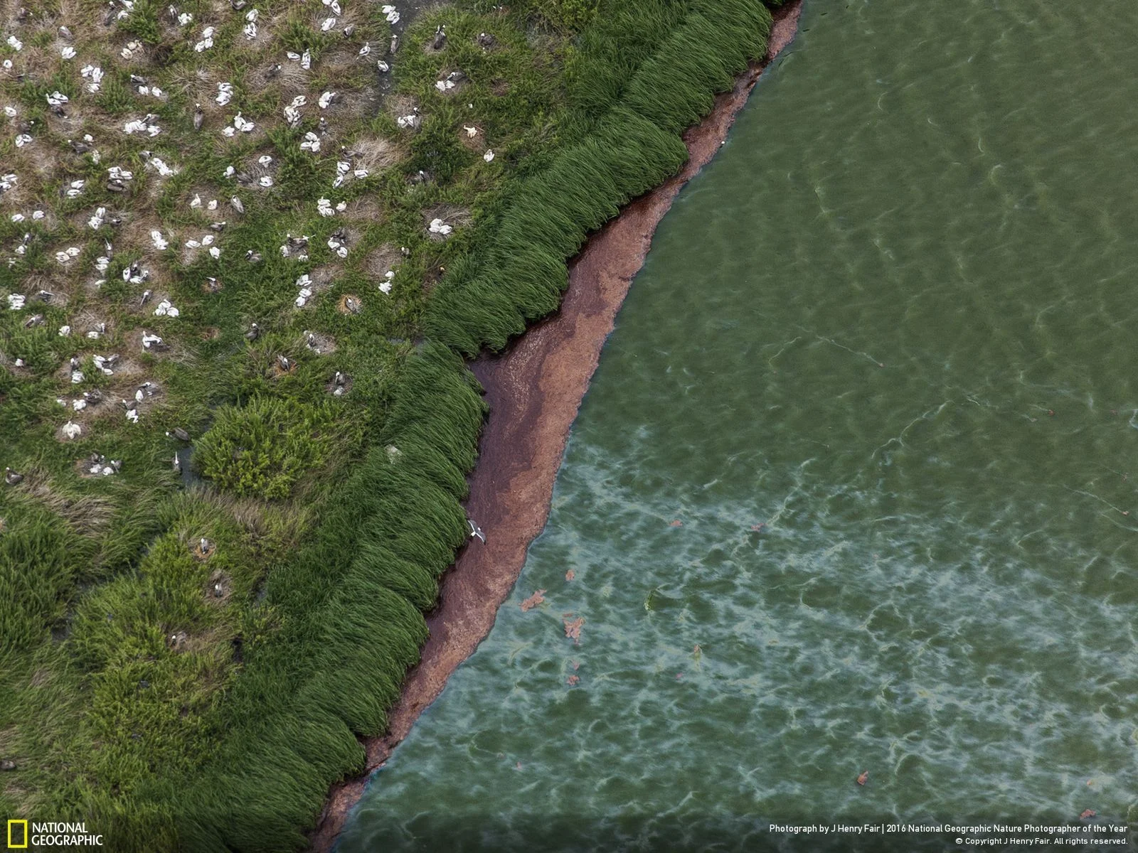 Oil in Wetlands at Brown Pelican Rookery by J Henry Fair: The Brown Pelican, only recently saved from extinction, is particularly at risk as the oil comes during their breeding season. The white forms on the island are baby birds. Location: United States