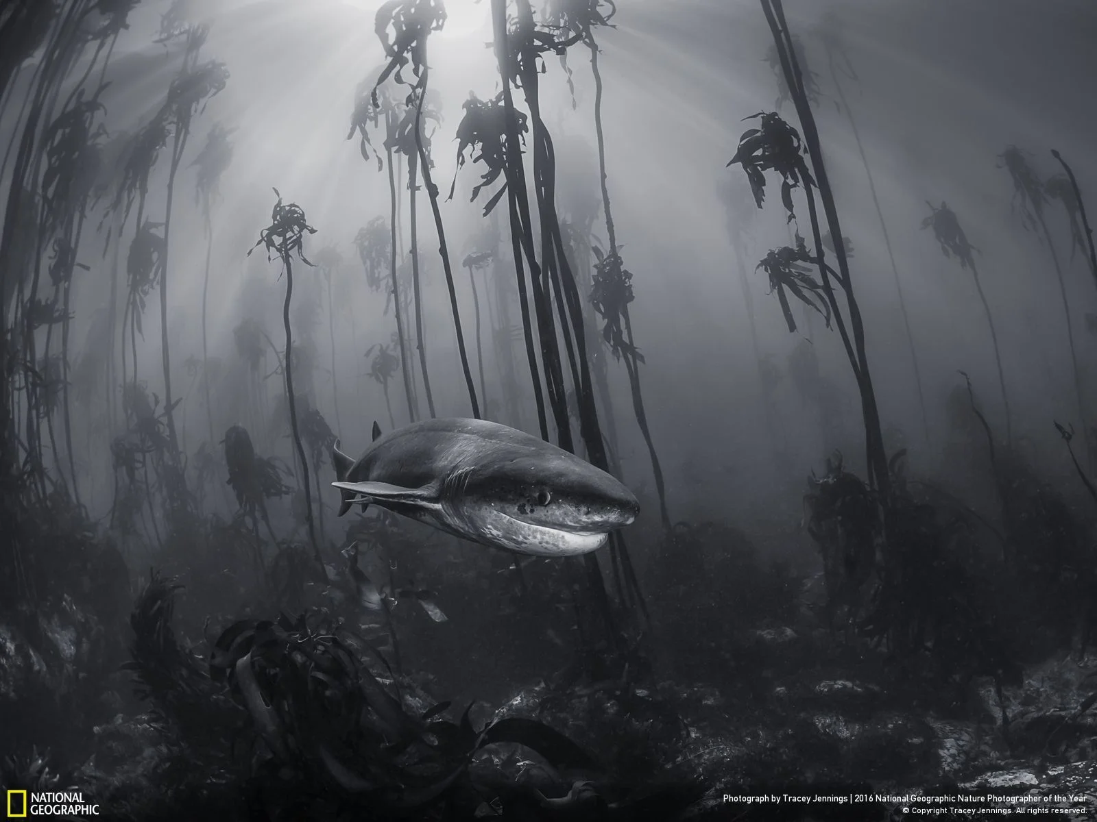 Mystical Forest by Tracey Jennings: You don't need to travel far from cities to visit Narnia. This 7 gill shark was photographed in a kelp forest just off the shore of Simonstown near Cape Town. Location: South Africa