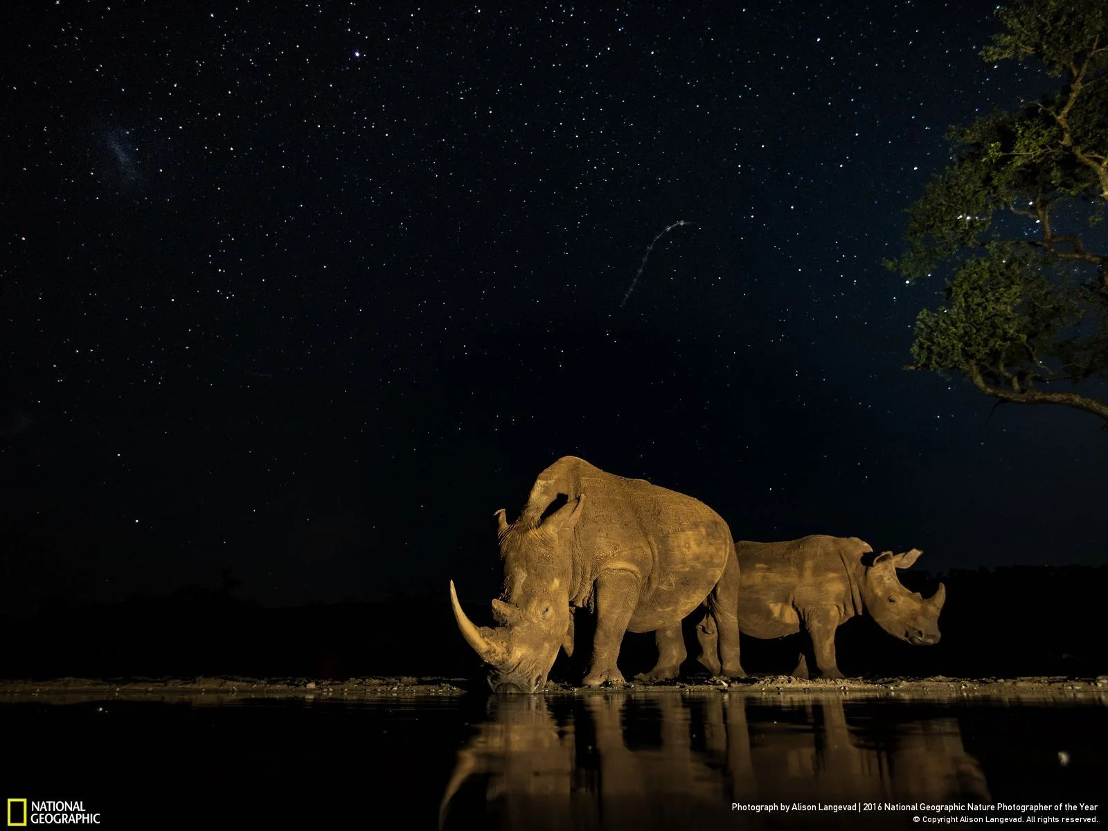 Priceless by Alison Langevad: Two very precious endangered beasts gracing me with their presence under the stars in South Africa. So many of these rhino are now being dehorned to save them from poachers that this photographic moment is even more precious to me. A long exposure for the stars while light painting the rhino as they drank makes for an amazing moment captured. 