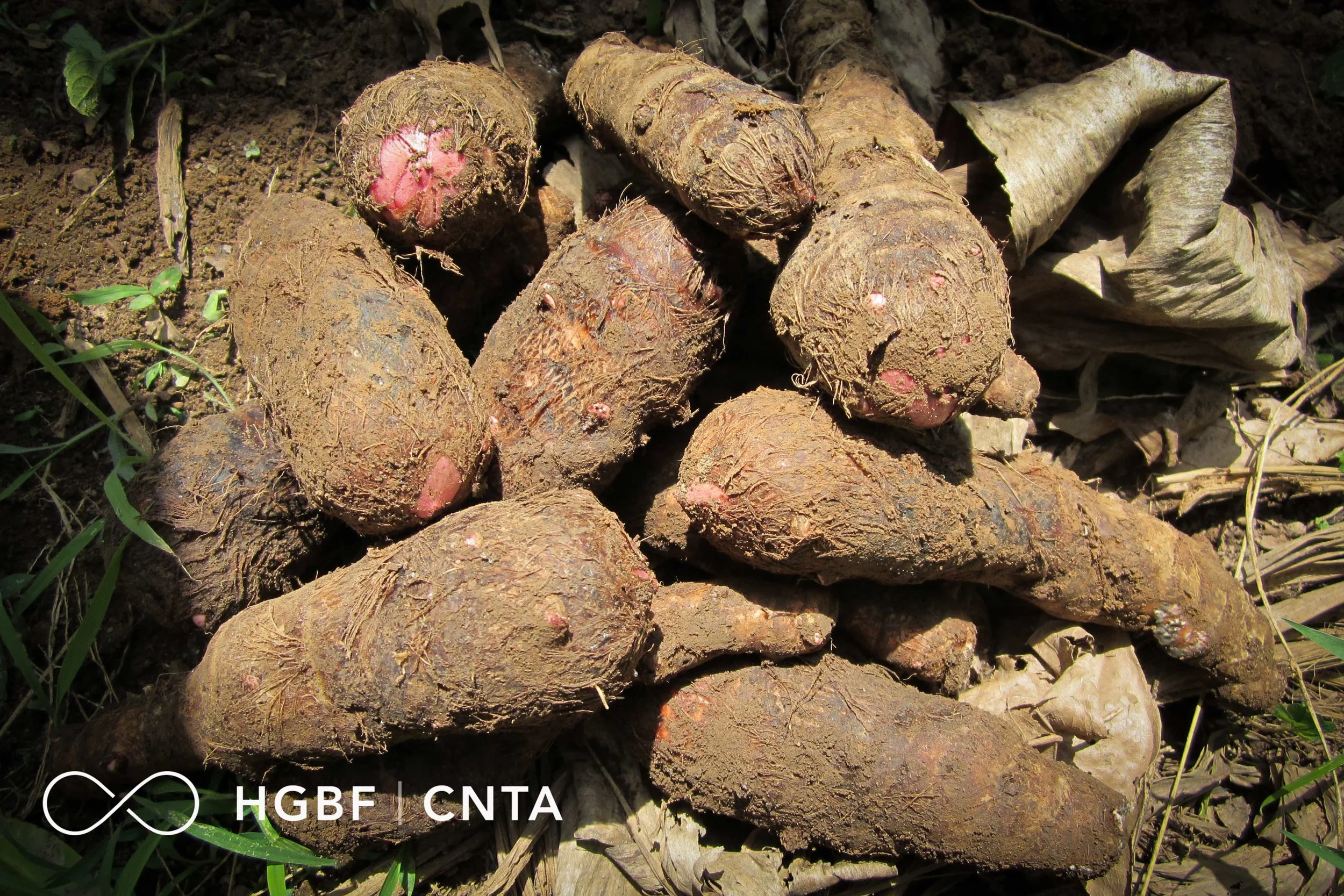 Cocoyam