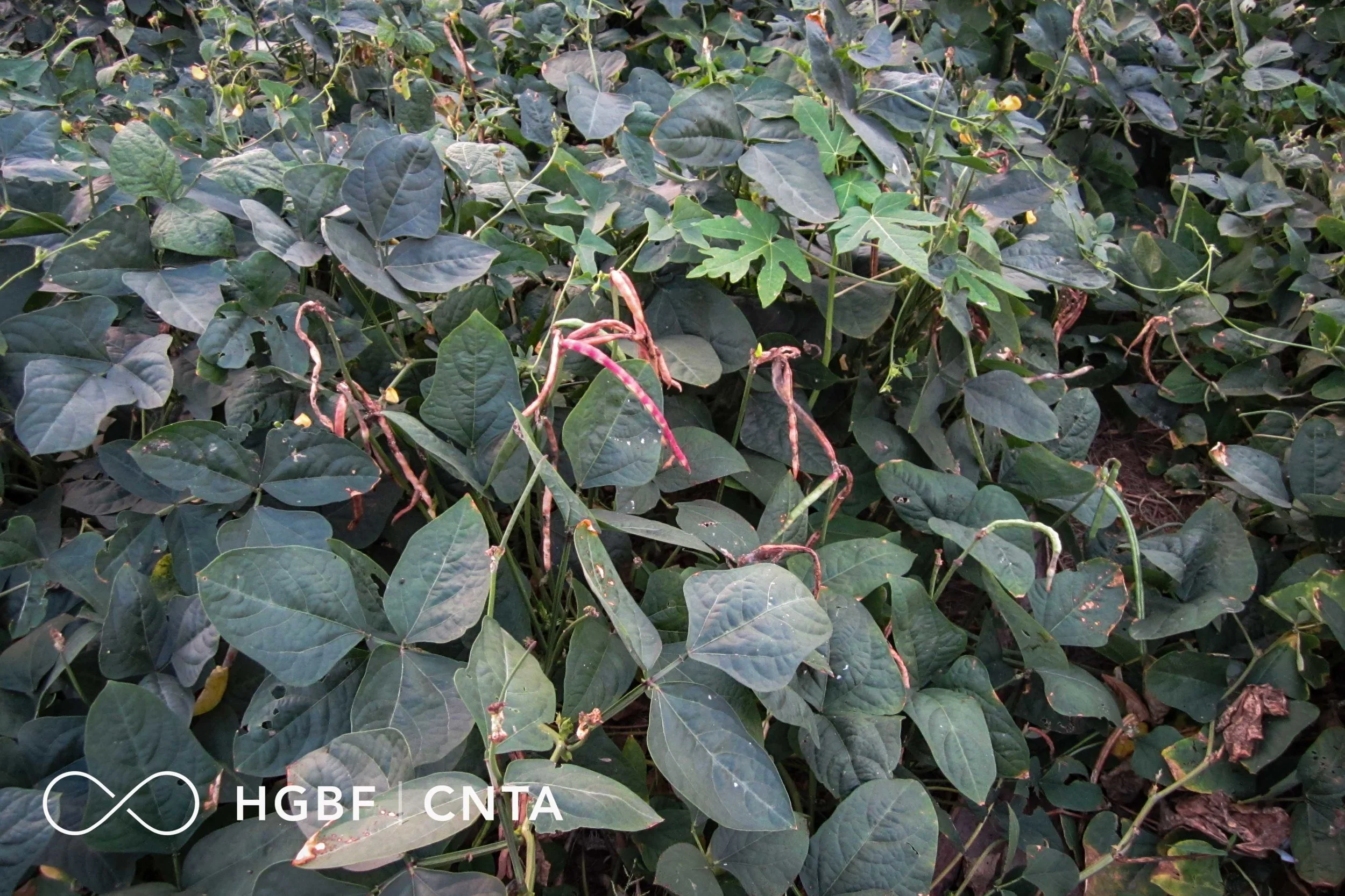 Cowpea