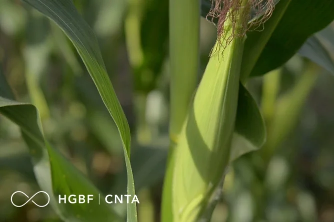 Maize