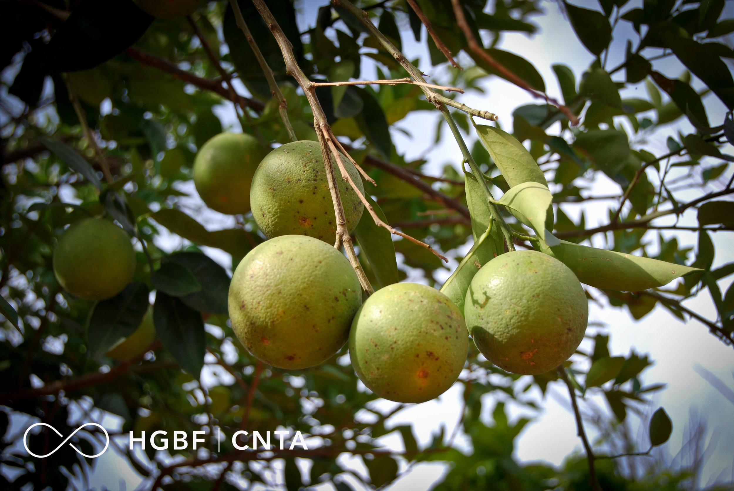 CNTA_Crops_Brand-3.jpg