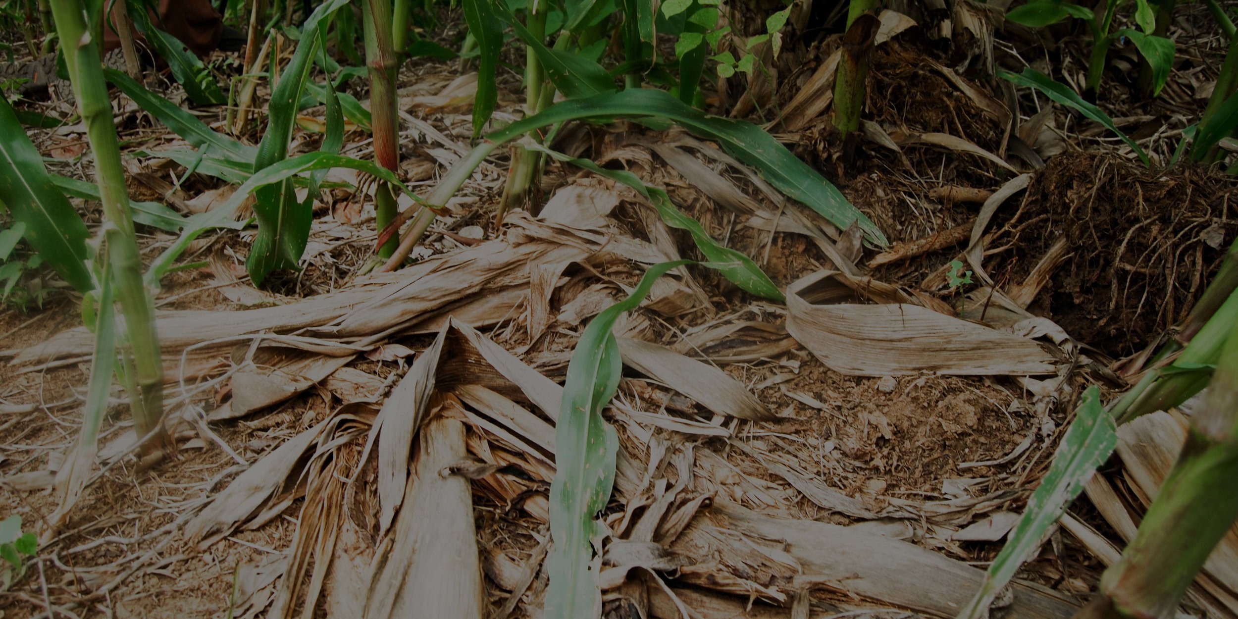Web Placement Mulch.jpg