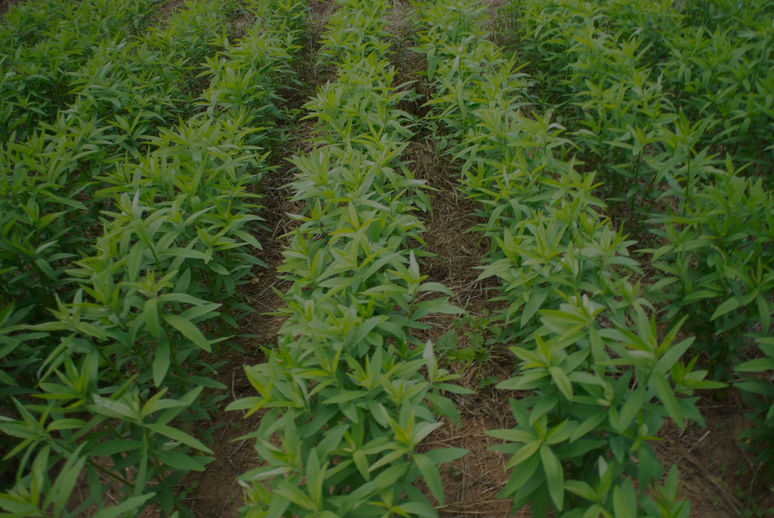 Web Placement Crop.jpg