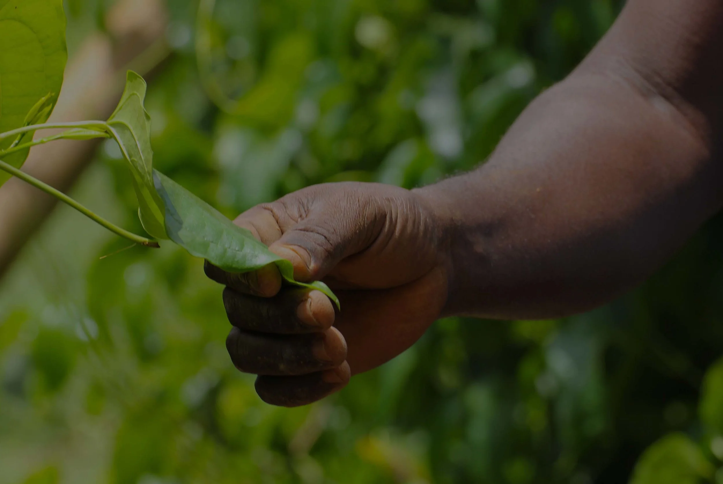 Web Placement Arm.jpg