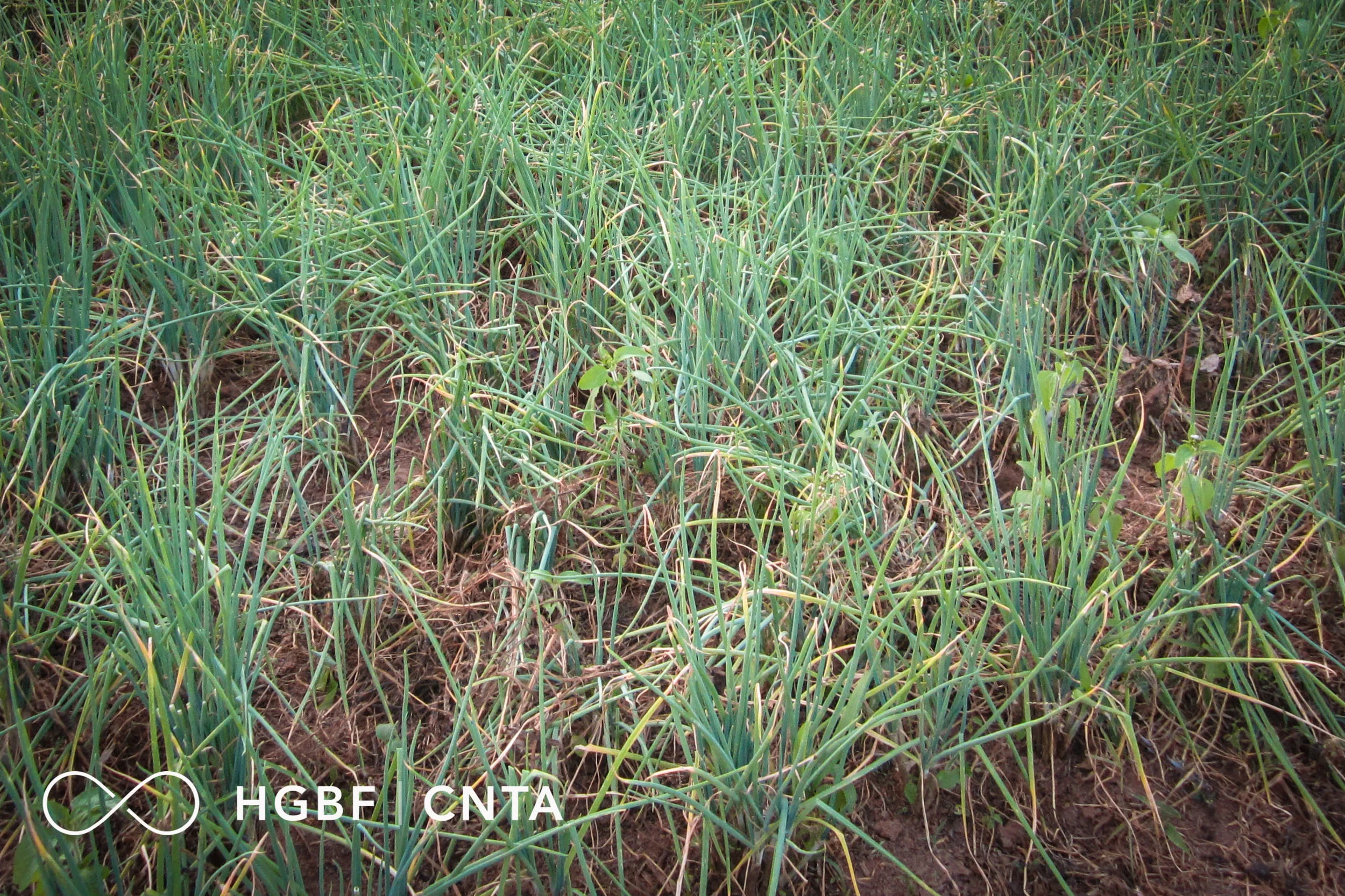 Spring Onion