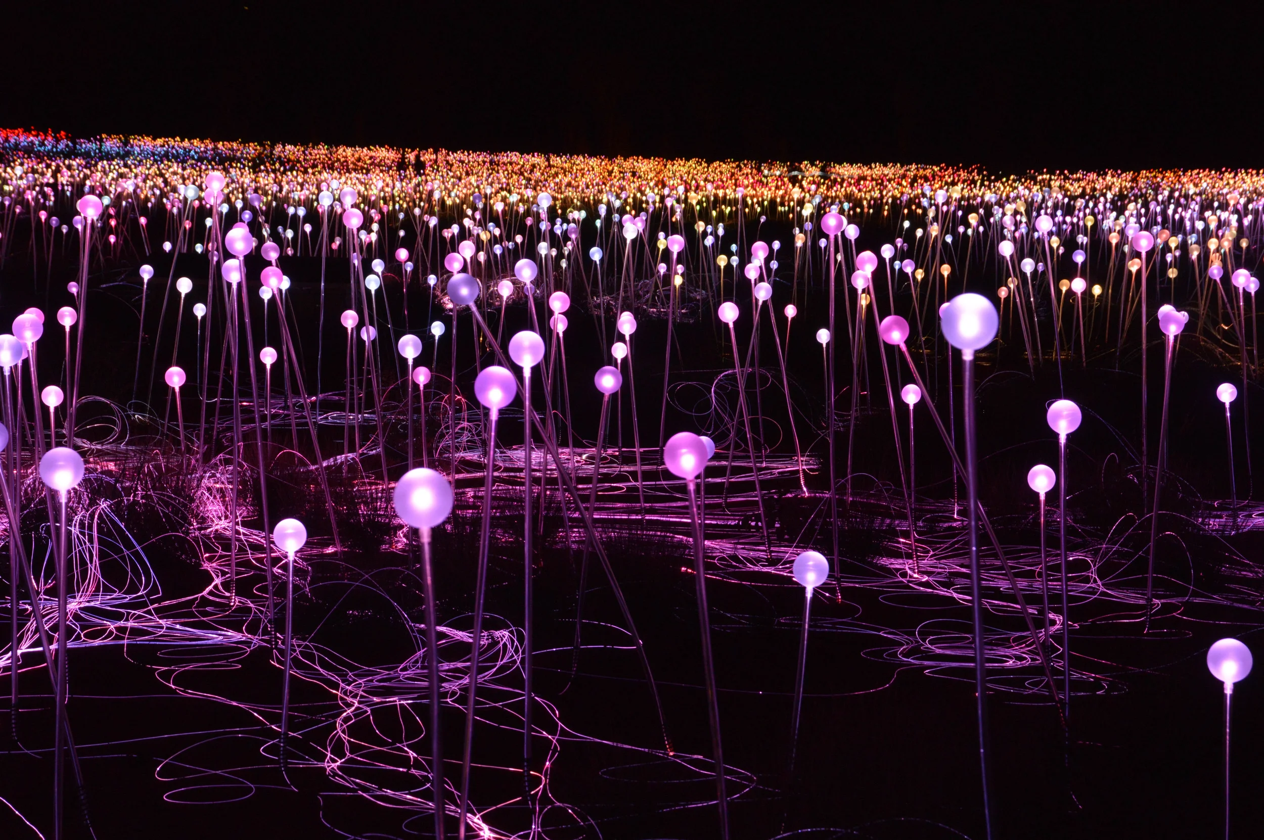 Night at the Lights