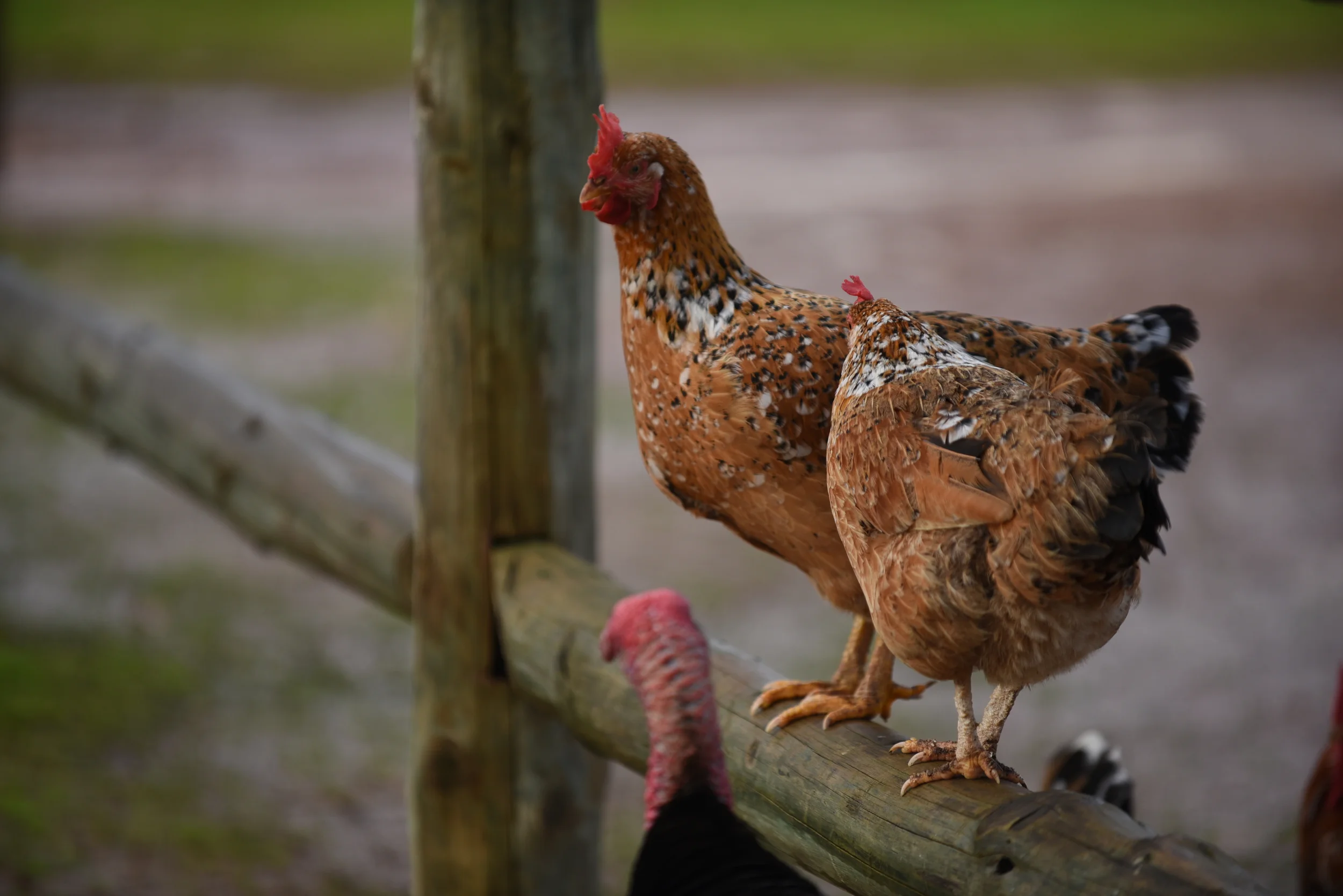 Stellenbosch - Babylonstoeren Farm