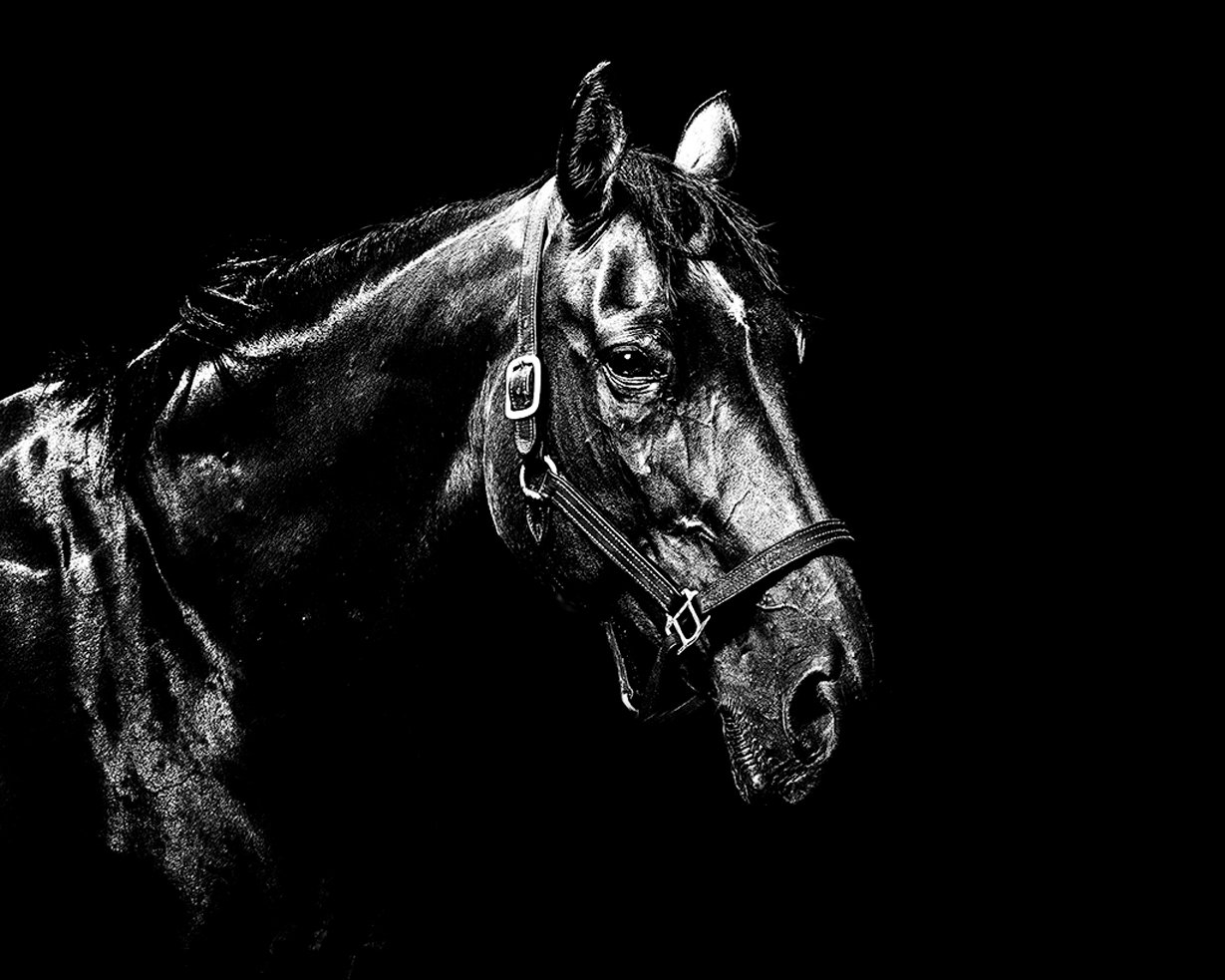 Horse--01.jpg