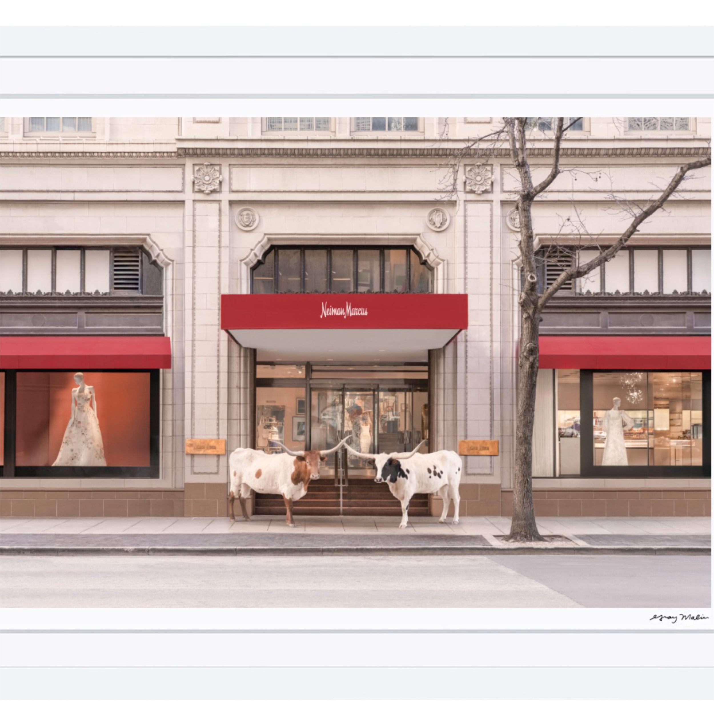 The Longhorns, Neiman Marcus MINI Print by Gray Malin